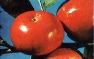 Сентябрьское Красное