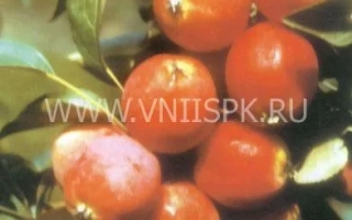 Сибирский Сувенир