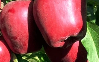 Скарлет Спур