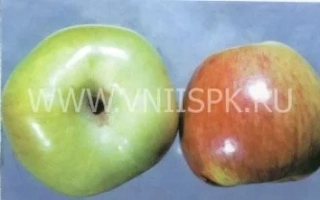 Сочинский великан