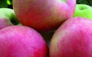 Красные яблоки сорта Солнечное на фоне зелени