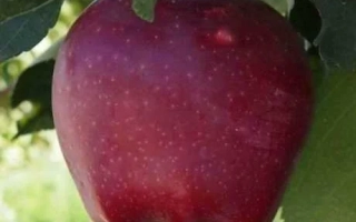 Старкримсон