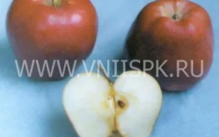 Старкримсон (Старкримсон Делишес)