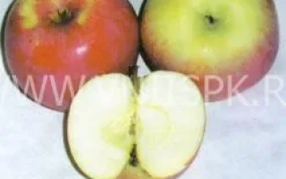 Студенческое