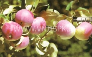 Сувенир Алтая