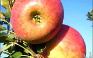 Свитанок Млиева