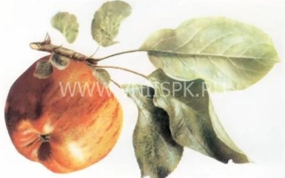 Титовка (Титовка расписная)