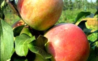 Ювилейне Мис