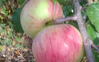 Вавиловское