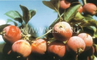 Яблоки сорта Веселовка на ветке