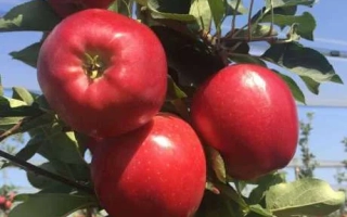 Красные яблоки сорта Виктория на ветке