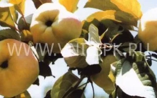 Яблоки сорта Вита на ветке