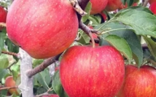 Женева Эрли