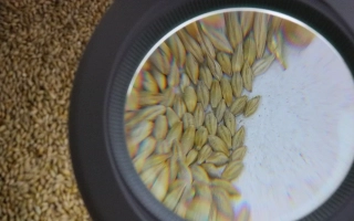 АЛТАЙСКИЙ 22