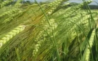 Атлант Миронивский