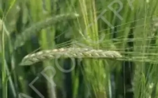 Зерно ячменя на фоне зелёных колосьев с надписью АГРОСТРА - Авалон