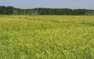 Поле ячменя на фоне леса под голубым небом - Авангард