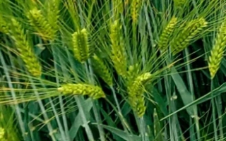 Зелёные колосья ячменя на фоне поля - Белисса