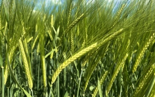 Калифорния