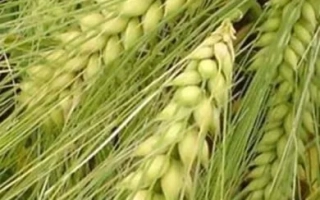 Дев'ятий вал