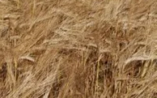 Поле ячменя Дина