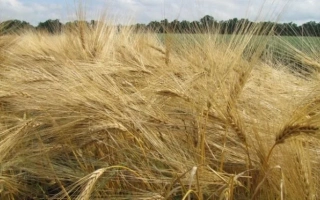 Докучаевський 15