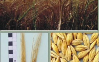 ЕФЕКТ / ЭФФЕКТ