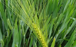 Стебель ячменя на фоне зелёной травы - ЕМЕЛЯ