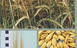 ЕТИКЕТ / ЭТИКЕТ