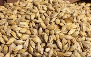 Ячмень на деревянной ложке с логотипом TEKLINE - Екзистенс