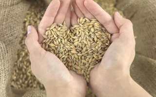 Руки держат ячмень на фоне мешка с зерном - Хабаровский