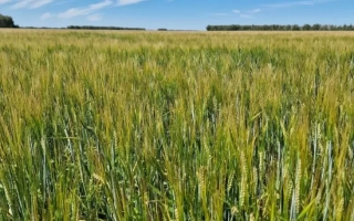 Поле ячменя КВС ХОББС | KWS HOBBY