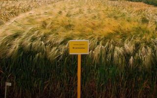 КВС Флемминг