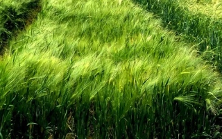 КВС Меридиан