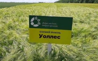 КВС Уоллес