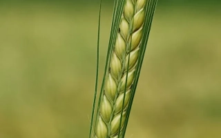 Стебель ячменя на фоне поля - ЛАУРИККА