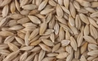 Ячмень Манас