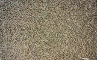 Ячмень MARESI на фоне - МАРЕСИ