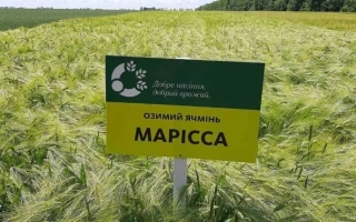 Марисса