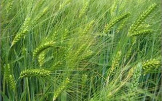 Зелёные колосья ячменя на поле - Меркурио