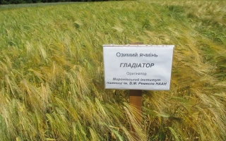 МИП Гладиатор