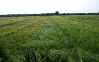 МИП Мирослав