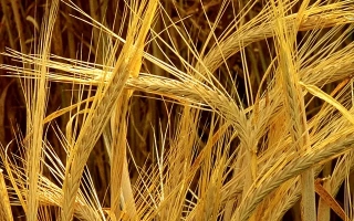 Носивчанин