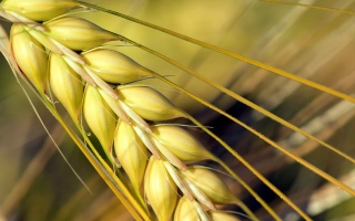 Носивский 21