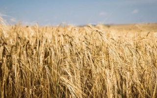 Новатор Носивский