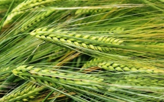 Зеленые колосья ячменя на фоне поля - Одеський 170