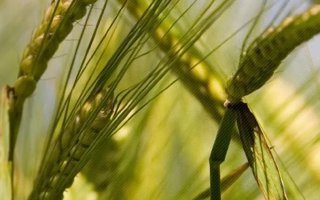 Одесский 115 / Одеський 115