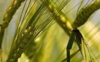 Одесский 131 / Одеський 131