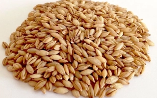 ОМСКИЙ ГОЛОЗЕРНЫЙ 2