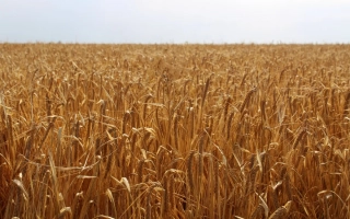 Поле ячменя - ОСКОЛЕЦ